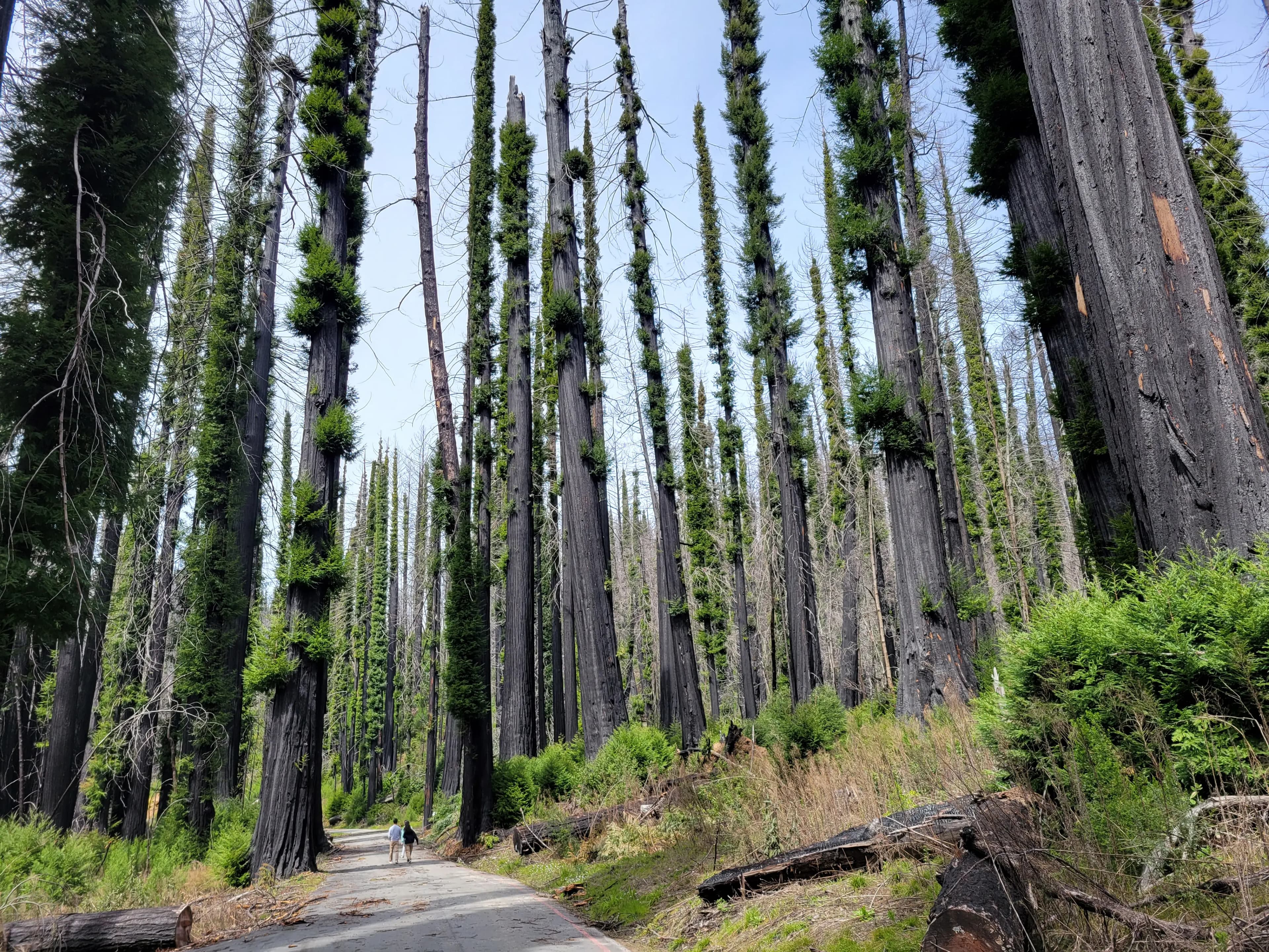Big Basin Redwoods State Park, 2023