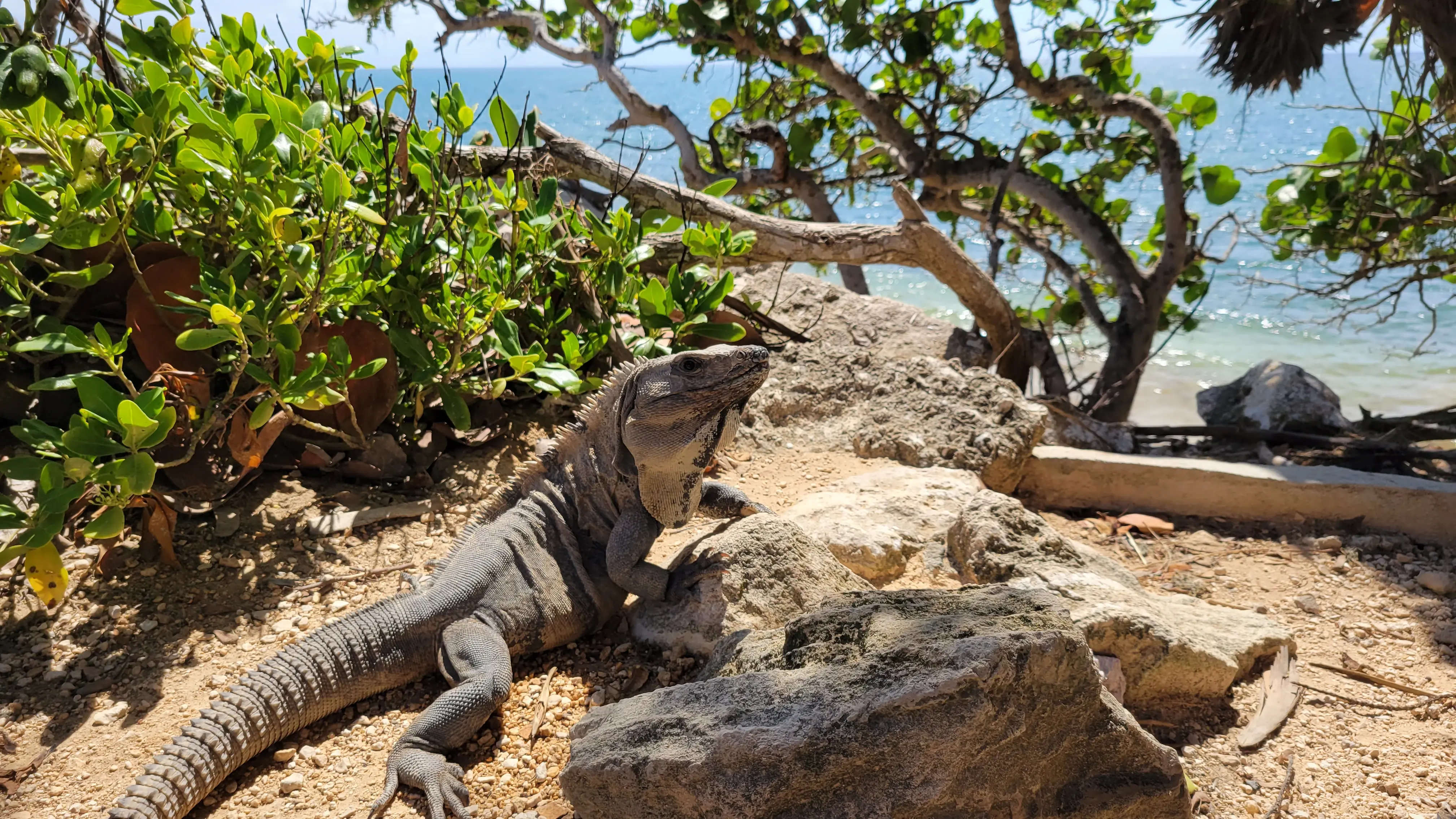 Mayan Ruins Of Tulum, 2023